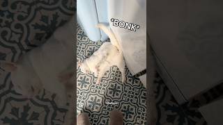 Cat DEMANDS I watch him slam into the dishwasher #bonk #funnycat
