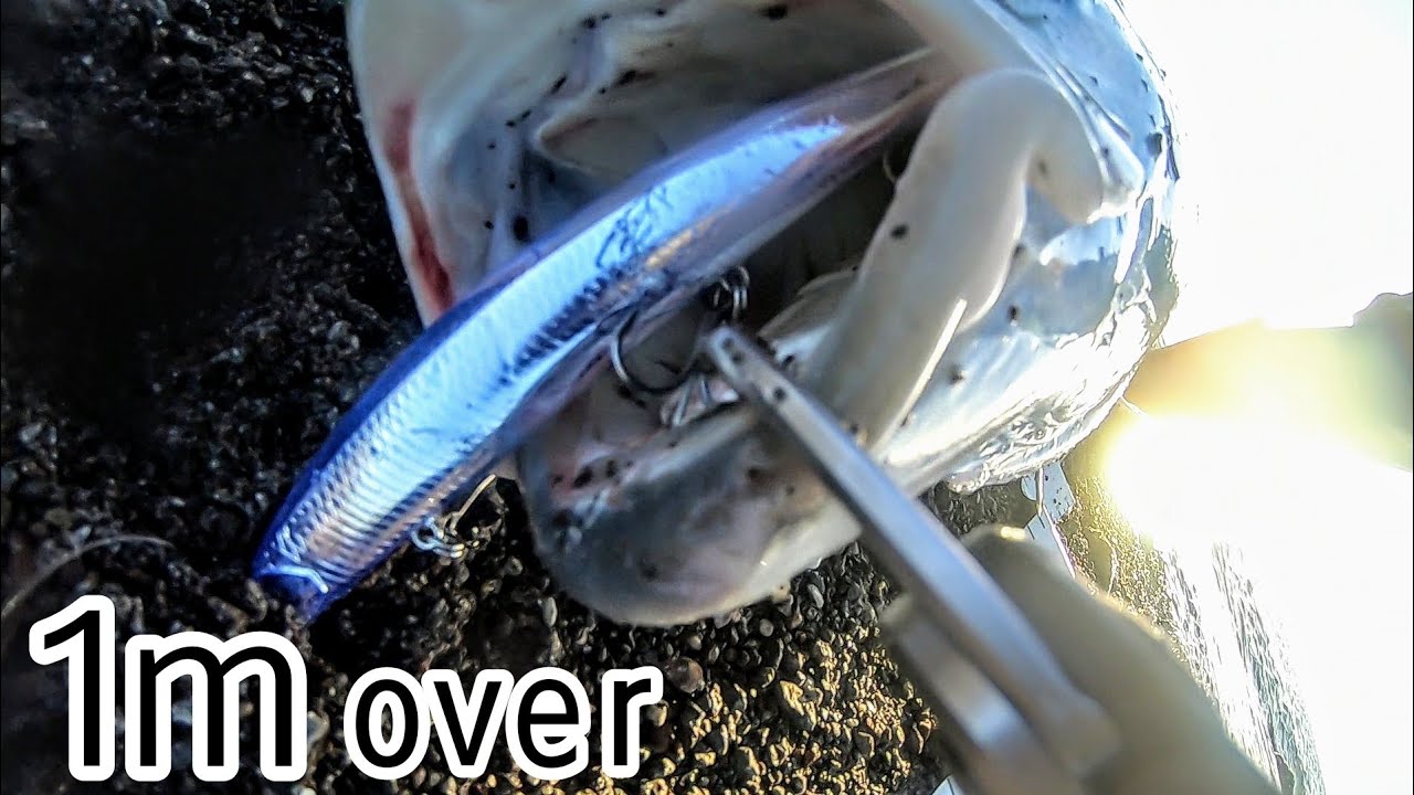 シーバスタックルで1メートル越え巨大魚を掛けた結果...！