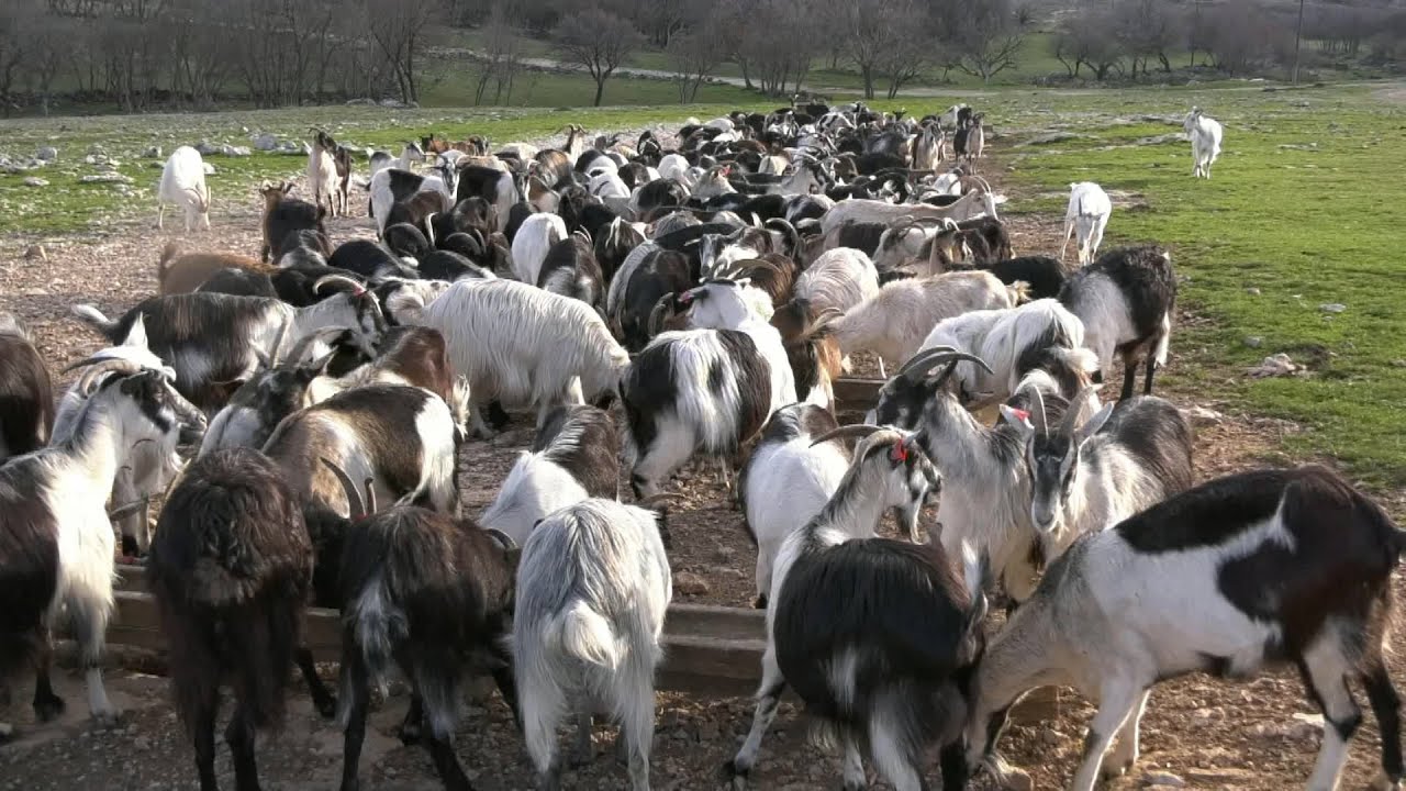 - MLADA JARETINA KOD VITIĆA, POSEBNA DESTINACIJA U DALMACIJI, VRHUNSKI KVALITET