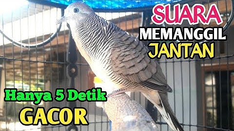 Perkutut lokal gacor RAJA PIKAT Ahlinya Bikin Semua Burung Perkutut Nyaut Gacor