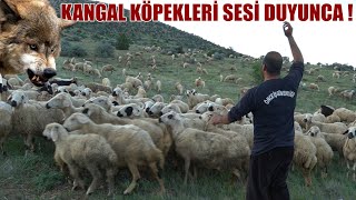 KANGAL KÖPEKLERİ KURT SESİNİ DUYUNCA ORTAM HAREKETLENDİ ! ÇOBANLAR CANINDAN BEZDİ EVLENMEK İSTİYORLR