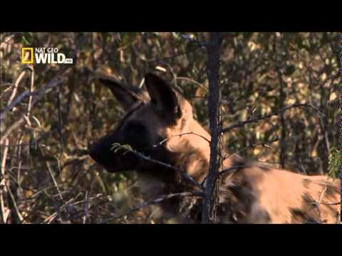 The Pack  Wild Dogs   720p NGW