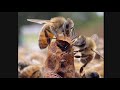 Honey bee queen emerging from queen cell caught on camera