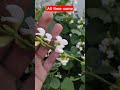 all time same#plant care#home gardening#gardening ideas#viral video#vegetable