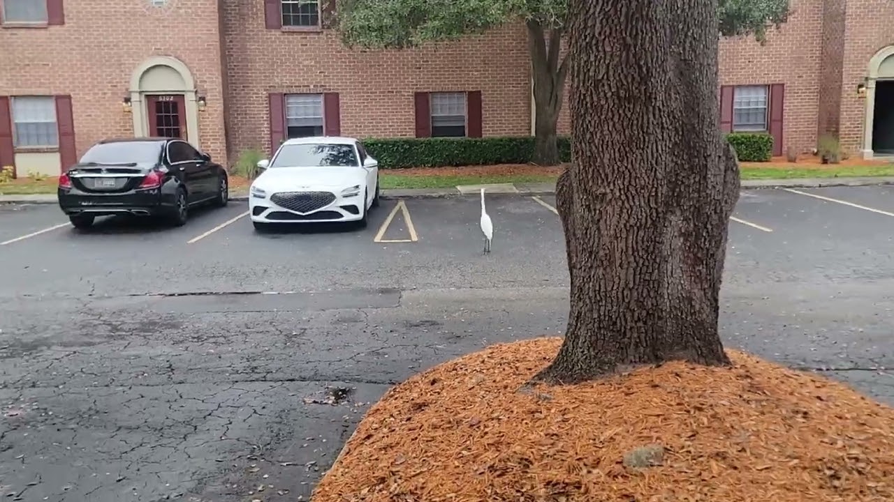 Day 11 of 365 - Carrot cookies and another duck encounter
