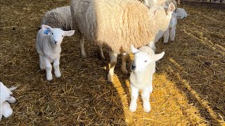 Meanwhile in the sheep barn lambing is progressing