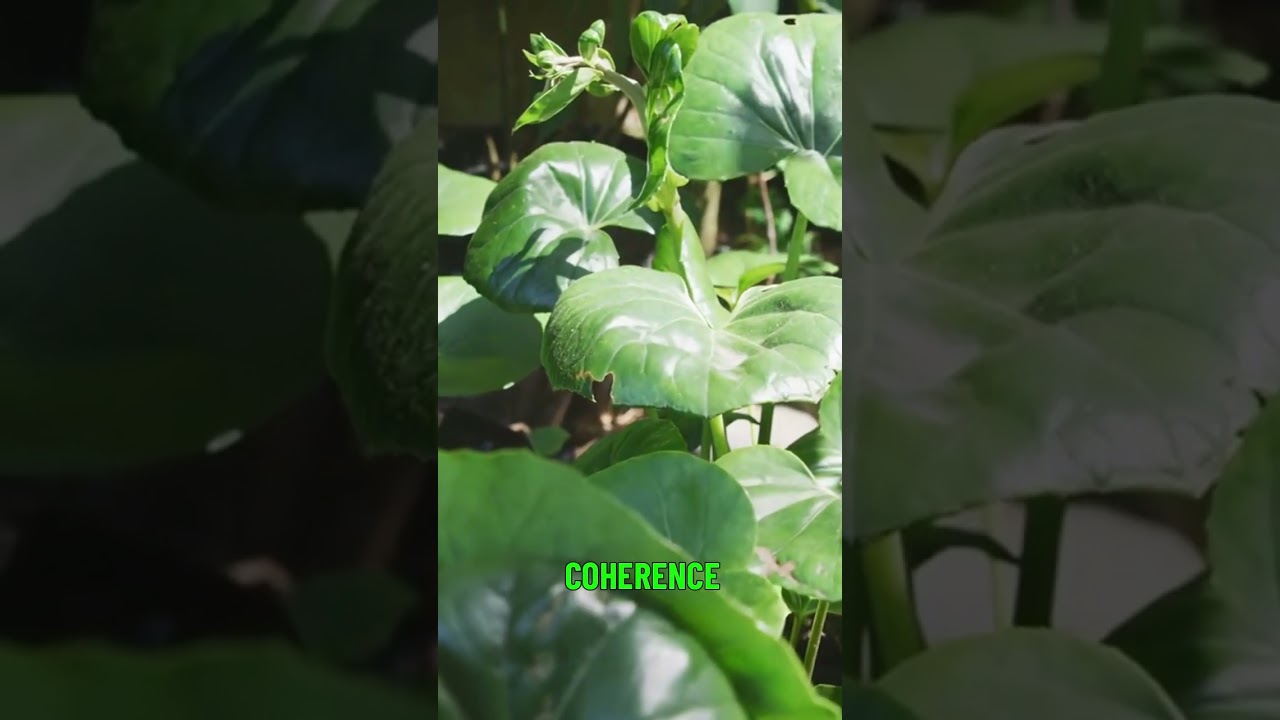 Plants as Quantum Computers Nature's Secrets