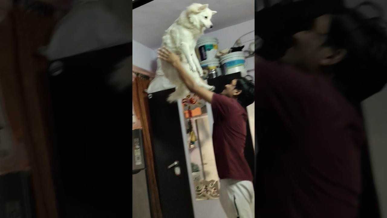 बहुत अच्छा 🐕🤪 ll best dog for home in india 