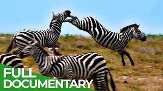 Punda The Zebra - The Tale Of An Unusual Hero Free Documentary Nature