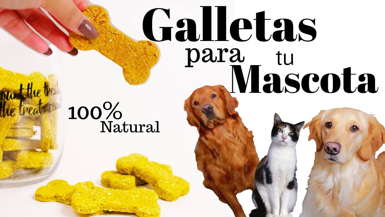 Galletas para perro y gato /premios para tu mascota / Pumpkin Dog Cookies/ Pet treats YouTube
