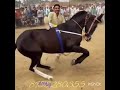 Horse dancing with his owner