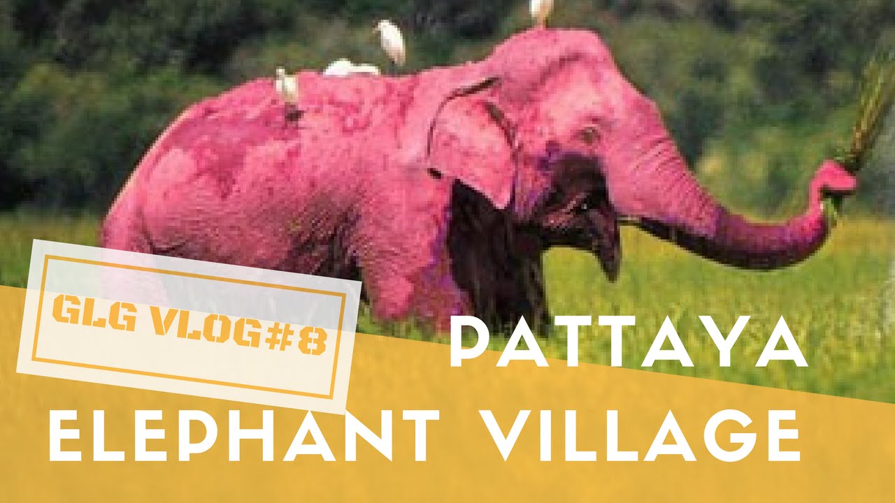 Pattaya éléphant village  - Un piege à touriste - GLG Vlog #8