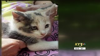 On Your Side: Missing pet scam