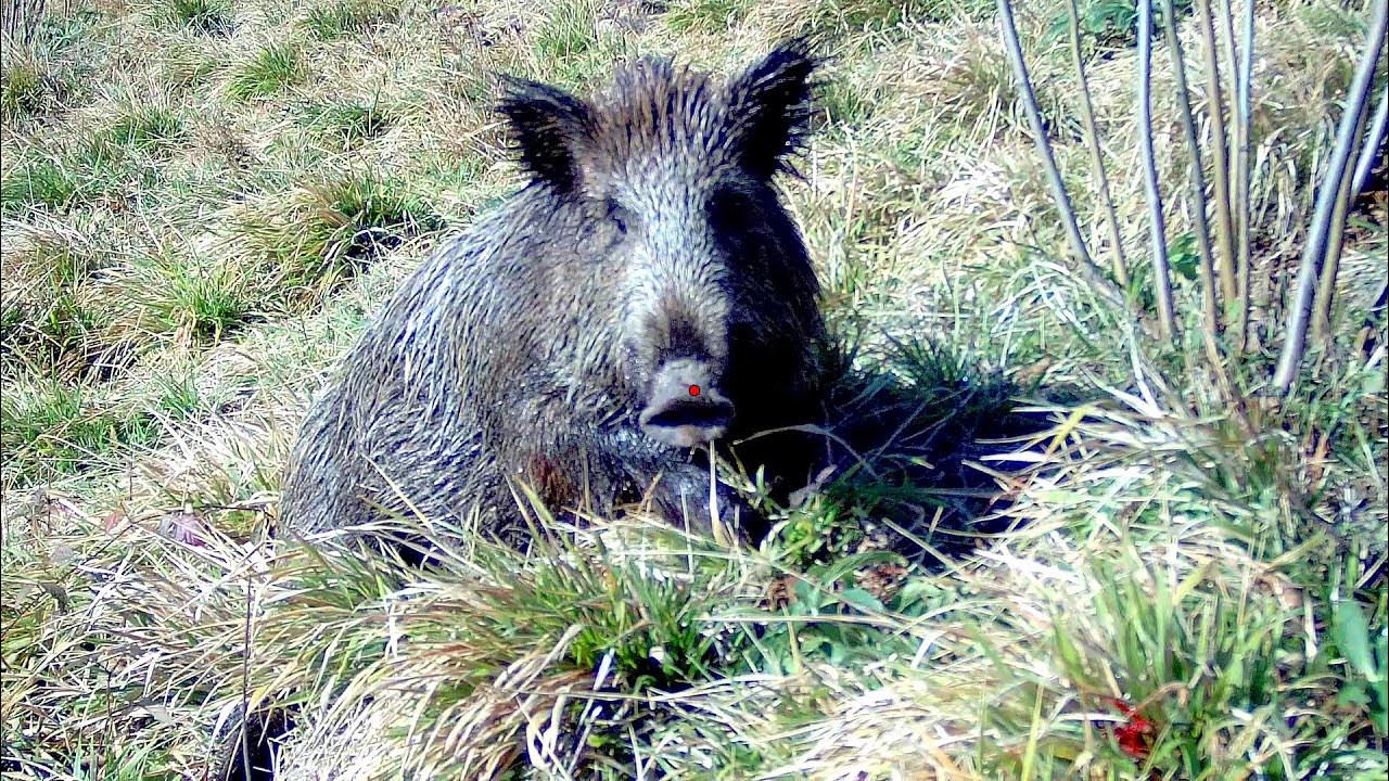 Best hunting. фон для охотника. Best hunting. Best hunting. Good hunter.