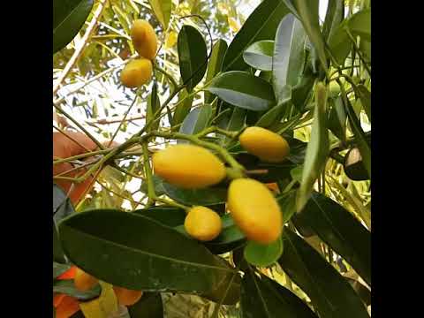 Vídeo: Cuidados com a árvore de pistache - Como cultivar uma árvore de pistache