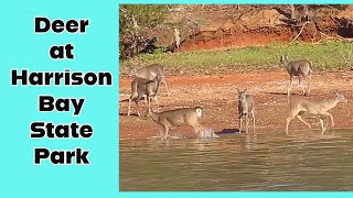 Deer at Harrison Bay State Park #nature #deer by Cookin' with Bobbi Jo 115 views 2 months ago 3 minutes, 32 seconds