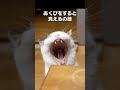 「飾りじゃないのよ前歯は」猫あるあるソング