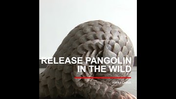 Release pangolin in the wild| CCTV English