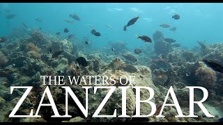The Waters of Zanzibar  Diving in Paradise