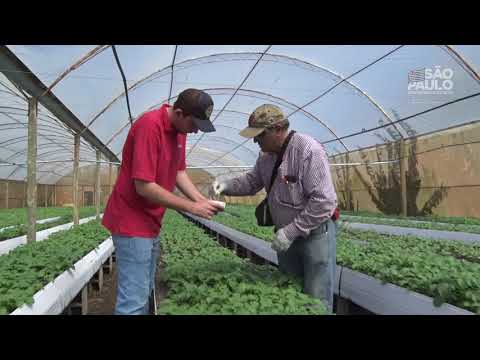 Batata semente  IAC   Bebedouro