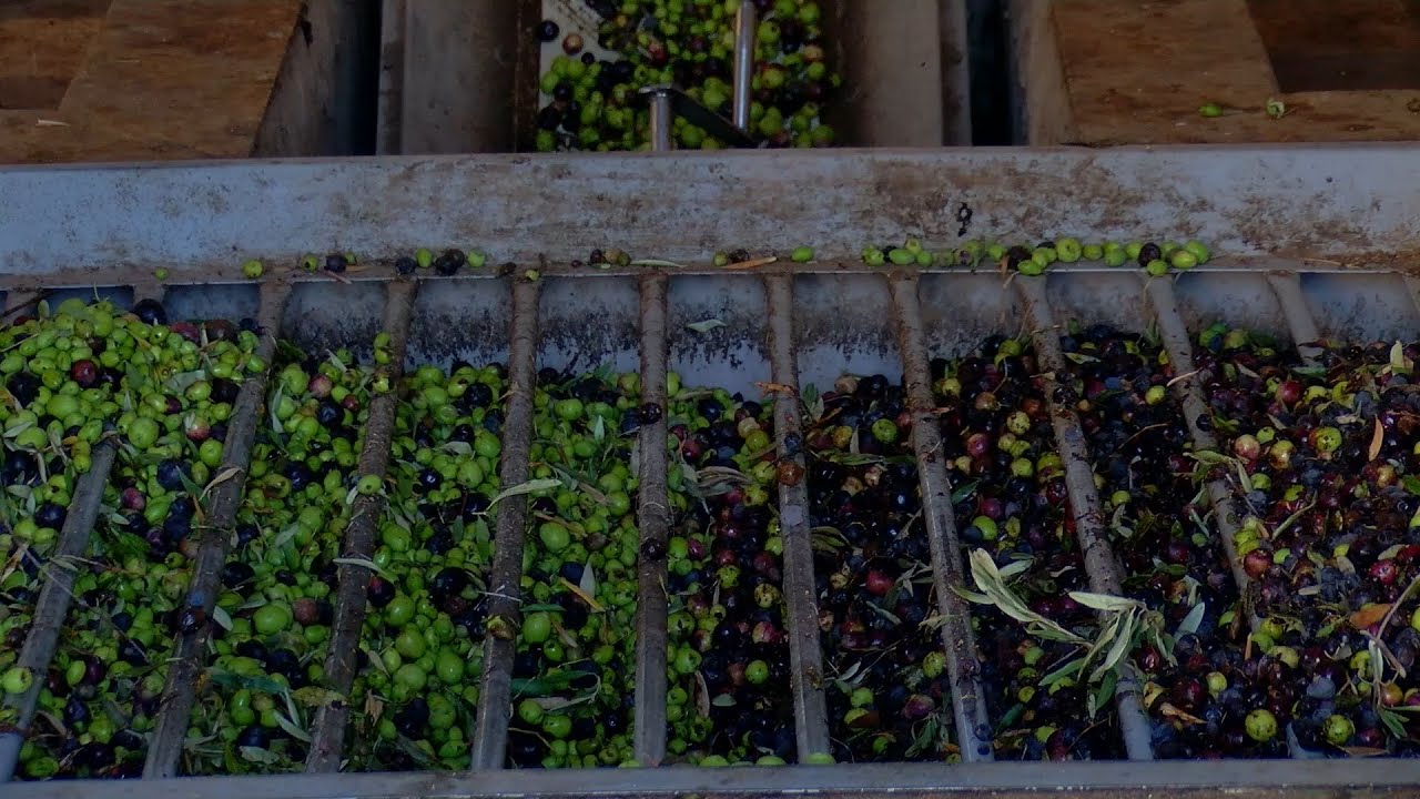 شاهد زيت الزيتون المميز في عفرين وجولة من داخل أحد المعاصر بالمدينة