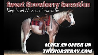 Strawberry Roan Registered Missouri Foxtrotter Gelding - Make an Offer on Thehorsebay.com