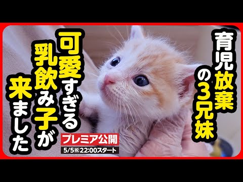 Kitten rescue] Where did mom go? We rescued three abandoned