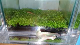 大台南展示級鬥魚 180117-1 BIG HM