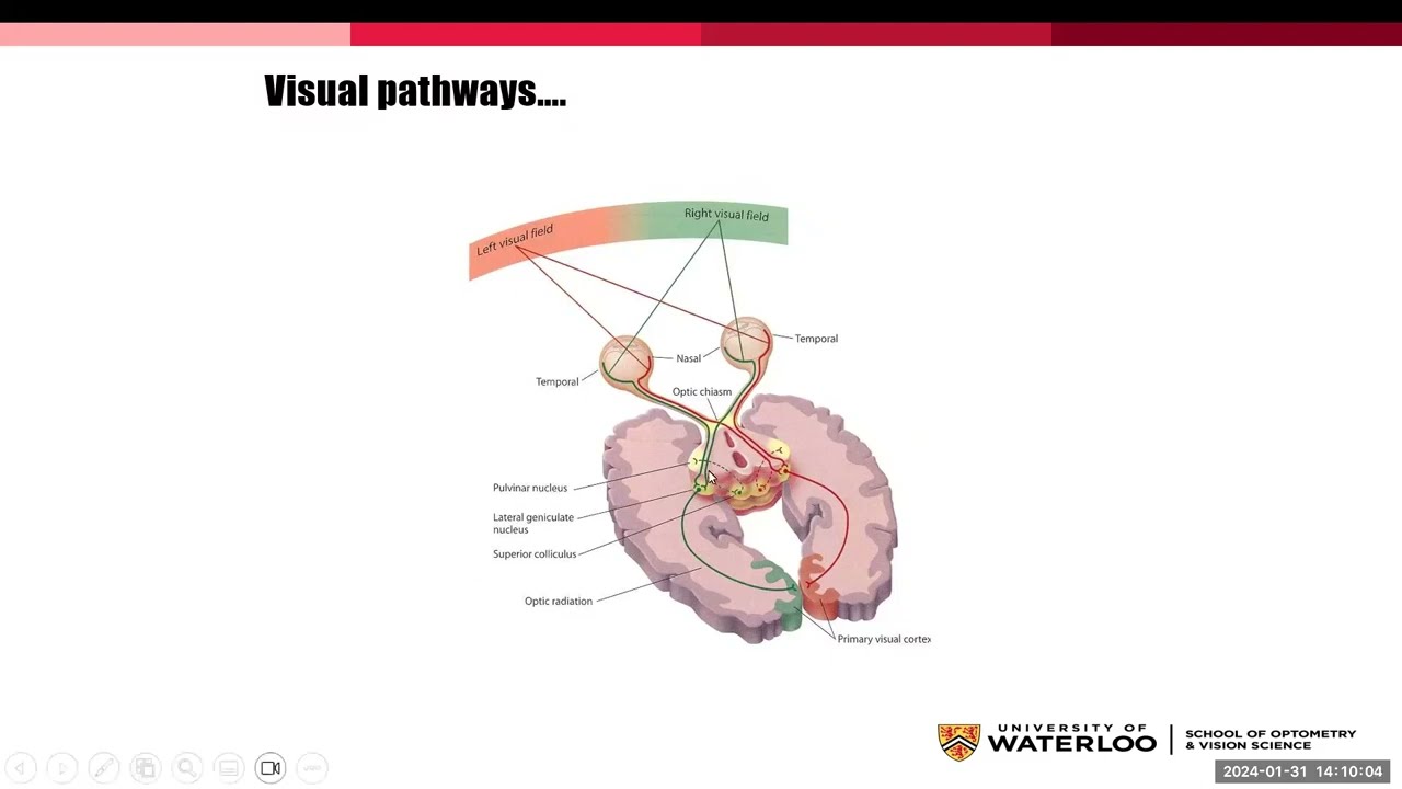 Stroke 101 - Impact of Stroke on Vision (Jan. 31, 2024)