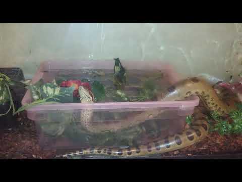 pet snakes and dogs Pet Green anaconda exploring cage part 3