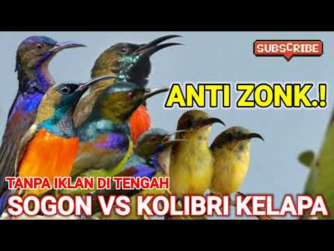 KORLAP GACOR EMOSI NANJAK TEMBAKAN RAPAT || pancingan korlap agar emosi cepat bunyi || Hummingbird