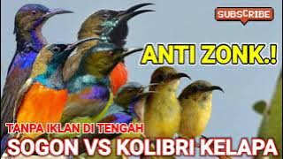 suara pikat burung sogon vs kolibri kelapa ribut