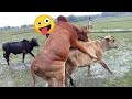 (Elephants; lions; bufalos Animal lover and cow meeting#bull fight