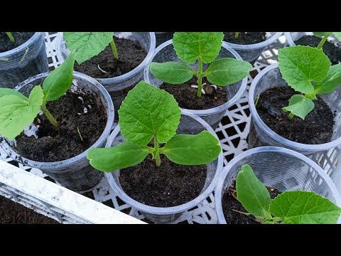 50 Have You Tried This Fast Germinating Method For Stout And Sturdy Seedlings
