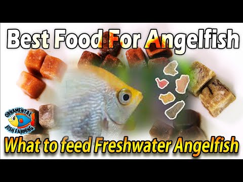 Video: Ar galėtumėte valgyti angelo žuvį?