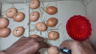 Egg Hatching In OLD Crtun Box - World's First TYRE EGG INCUBATOR || Hatch Chicks