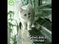 More than just a song, this is a Global Musical Language_ YT Video  QM  ENG MALE 001  08 Feb 2026