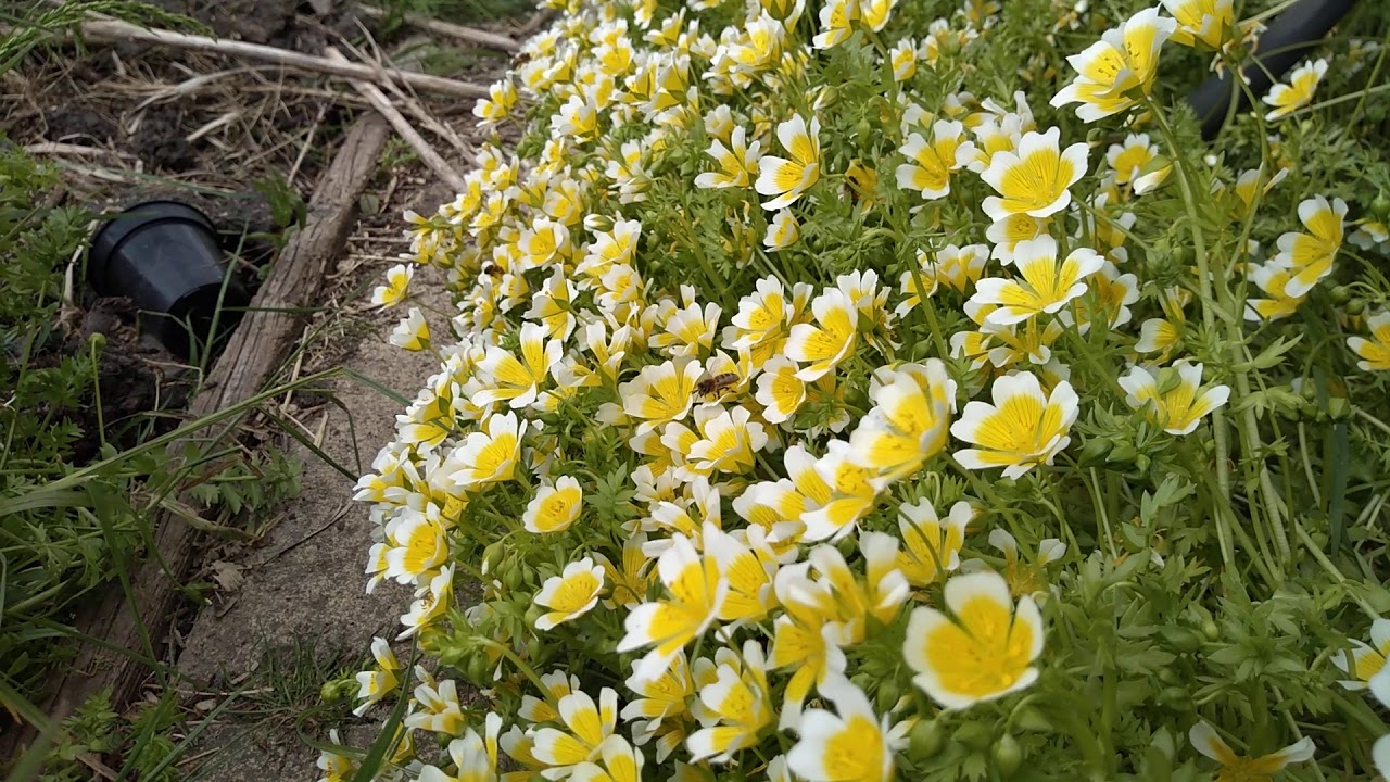 Poached egg plant and honeybees