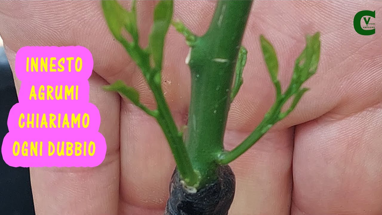 Innesto del mandarino, pompelmo, cedro, arancio, limone e degli agrumi in generale con esito finale