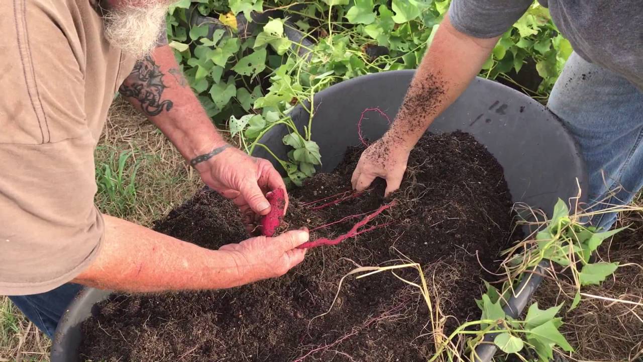 Sweet potato harvest from grow bags