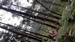Pohon Pinus 1