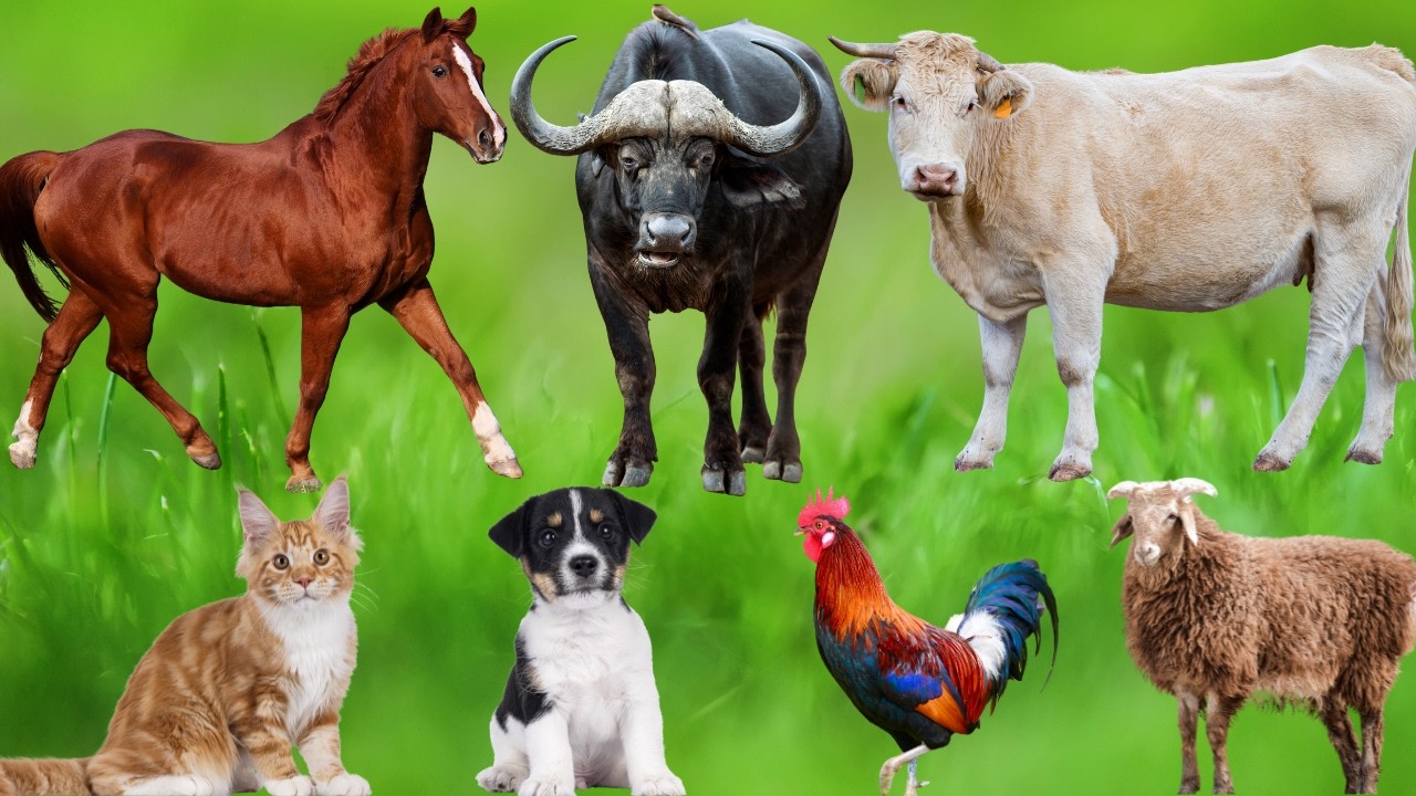 Cute Animal Sounds: Chicken, Cat, Pig, Cow, Dog, Horse, Duck, Sheep, Goat, Deer – Beautiful Animals