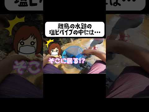 離島の水路でパイプを見つけたら… #釣り#離島生活#釣りせんば