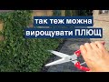 Так можна пустити плющ на паркан Догляд влітку 