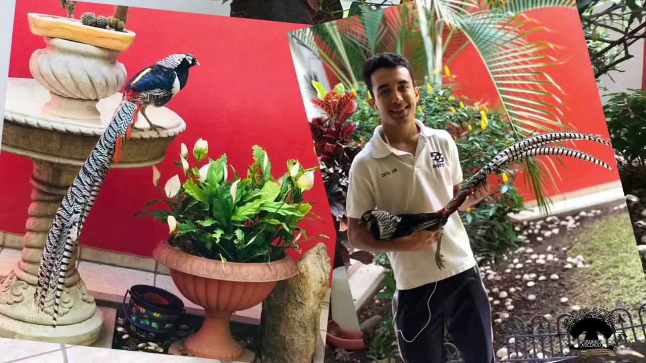 Estos son mis faisanes!! TENEMOS JAULAS NUEVAS.