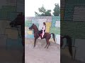 سوارکاری دختر ایرانی با اسب کرد سوارکاری دختر ایرانی با اسب کرد