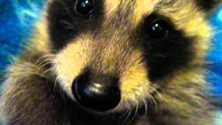 Tickling Baby Raccoon