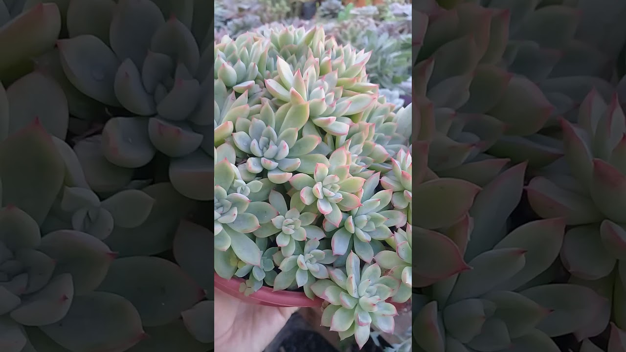 Echeveria medina - YouTube