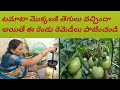 part 3 టమాటా ల్లో వచ్చిన తెగులు అరికట్టాము.. ఈ రెండు రెమెడీస్ పాటించండి మీరు కూడా 