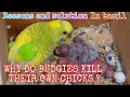 Why do budgies kill their own chicks ? | பெற்றோர் லவ்பேர்ட் ஏன் தங்கள் சொந்த குஞ்சுகளைக் கொல்கிறது